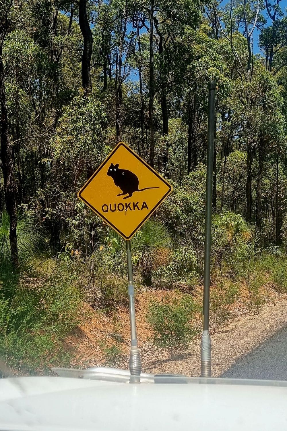 Australian Wildlife Safety Tips: 5 Smart Travel Rules - The Insightful ...