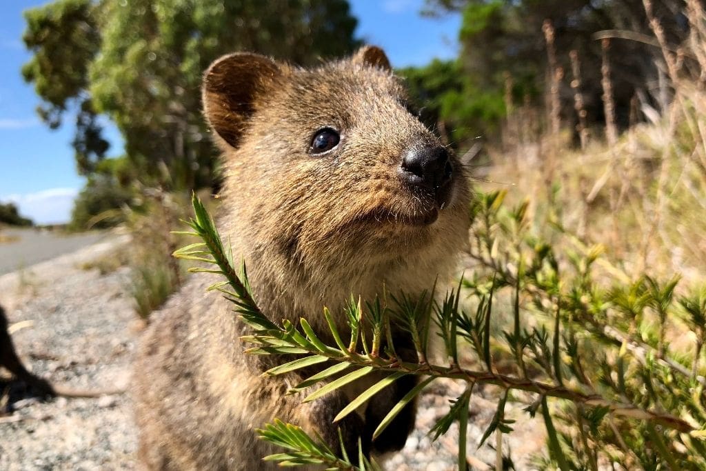 Adding to the story as Rottnest Island a place to visit in WA