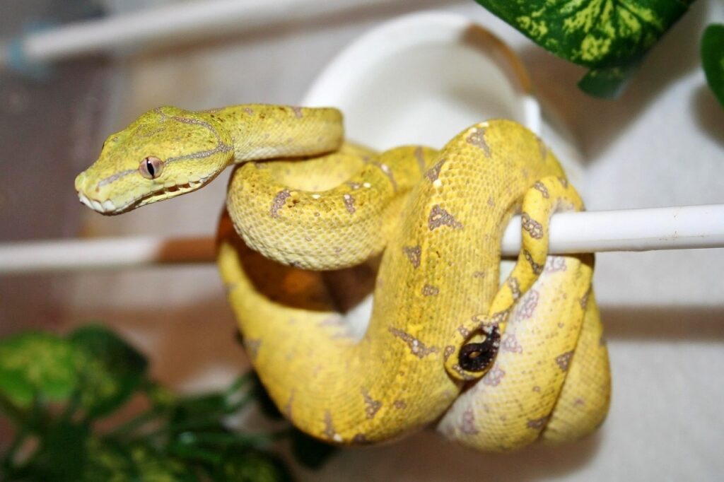 australian green tree python, python, snake-1099923.jpg