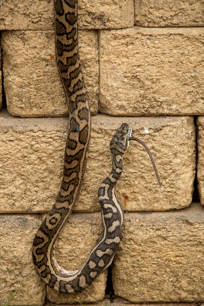 carpet python, python, eating-4757065.jpg