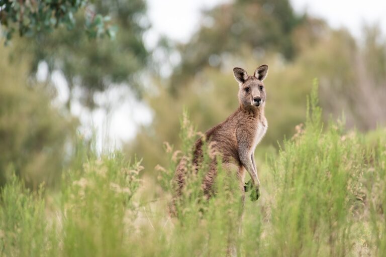 kangaroo, eastern grey kangaroo, animal-6788674.jpg