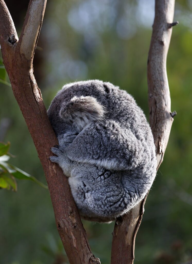 koala, phascolarctos cinereus, marsupial-8028992.jpg