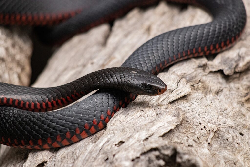 red bellied black snake, snake, animal-6749361.jpg