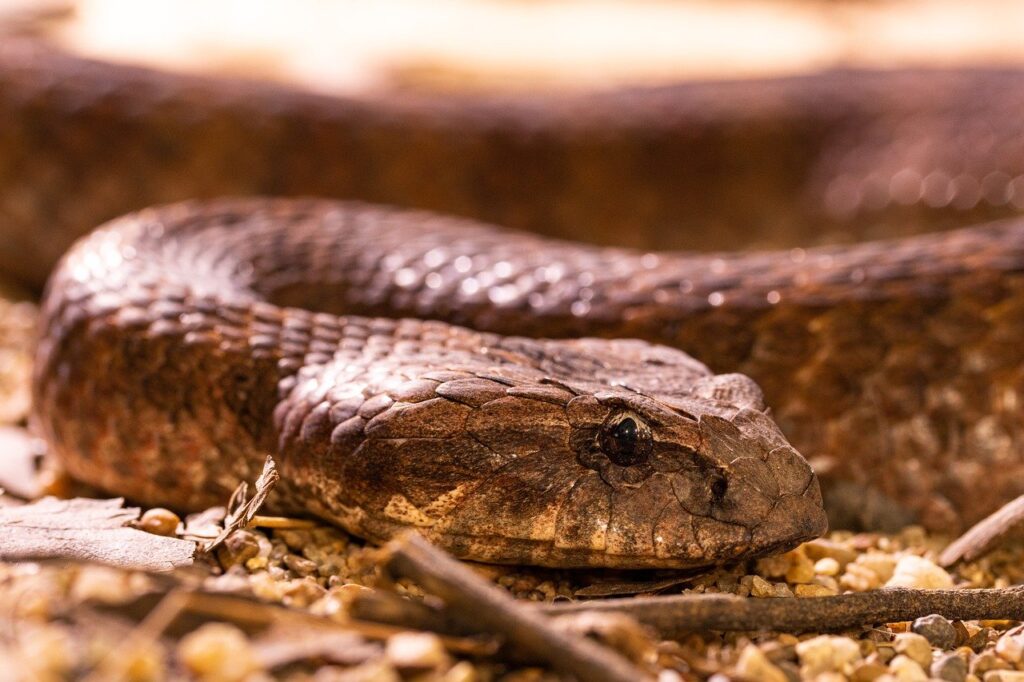 snake, reptile, death adder-7982631.jpg