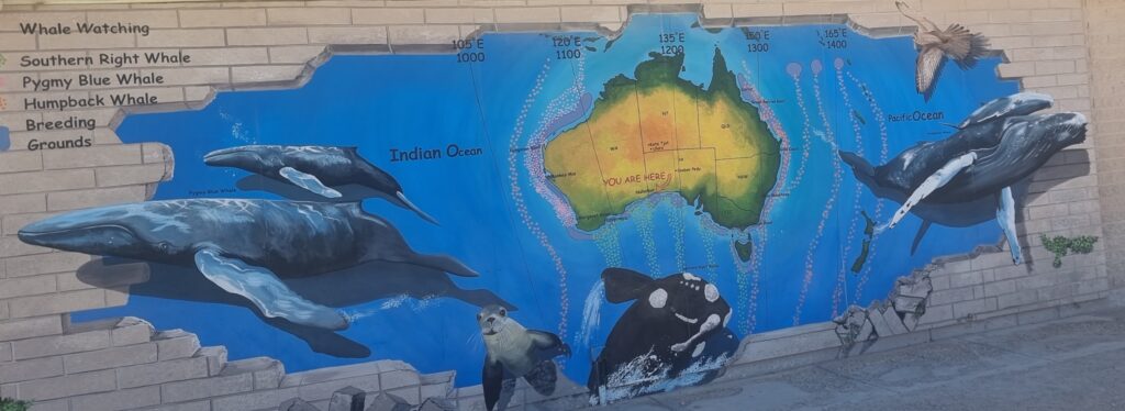 A long the Nullarbor Road whale watching is a tourist attraction a long the road