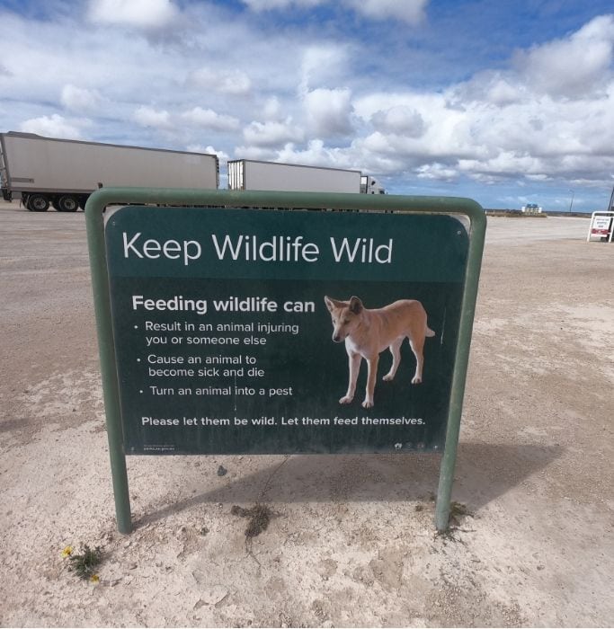  there are wild life on the Nullarbor Road and there are signs advising not to feed them as they are wild. 