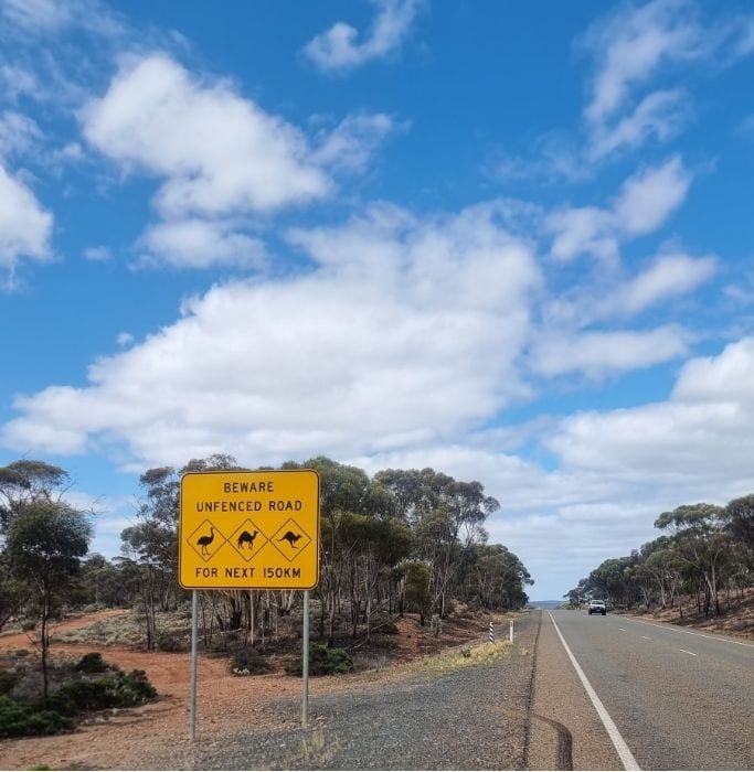 While traveling the Nullarbor there are signs beside the road warning road users to be aware of these iconic Australian animals you may encounter on your Nullarbor journey.