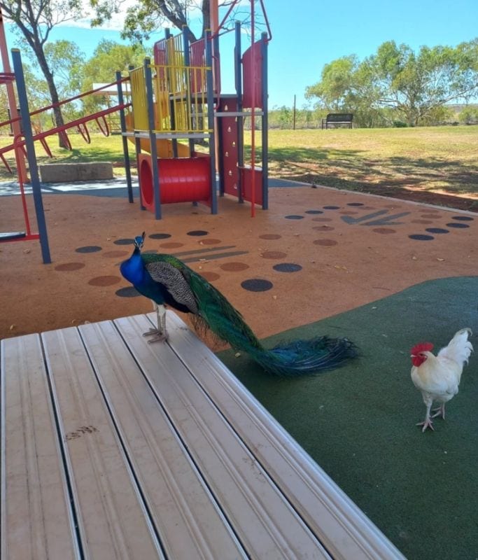 Supporting picture. This shows family things to do in Tennant Creek