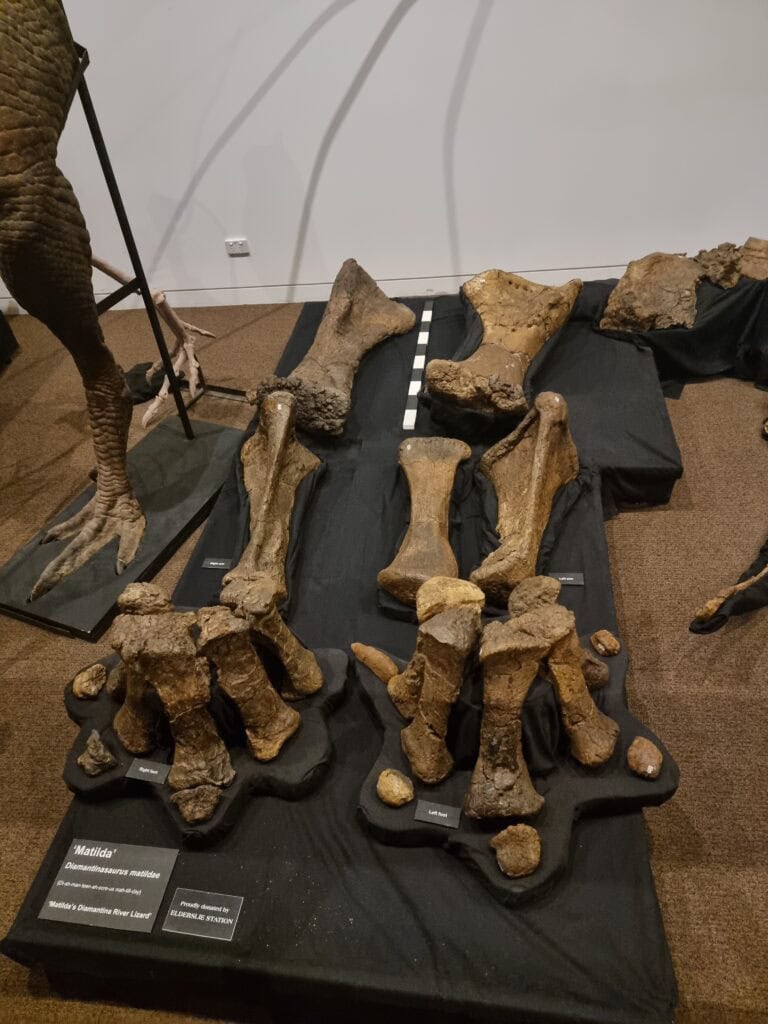 several of the dinosaur fossils in the Winton district are named after the region . Thi sone is called Matilda after the song Banjo Patterson wrote and performed in Winton. 