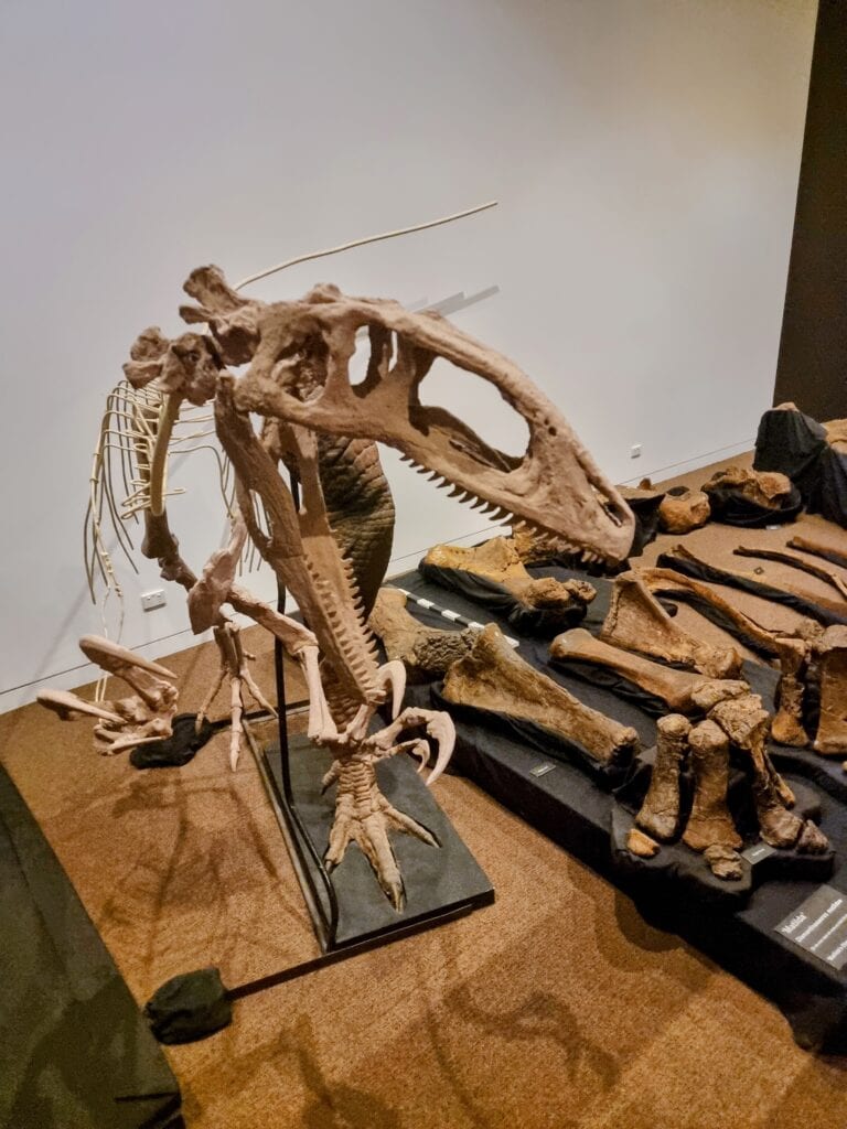 dinosaur fossil found in the Winton area and on display at the Dinosaur muesum 24kms outside of Winton